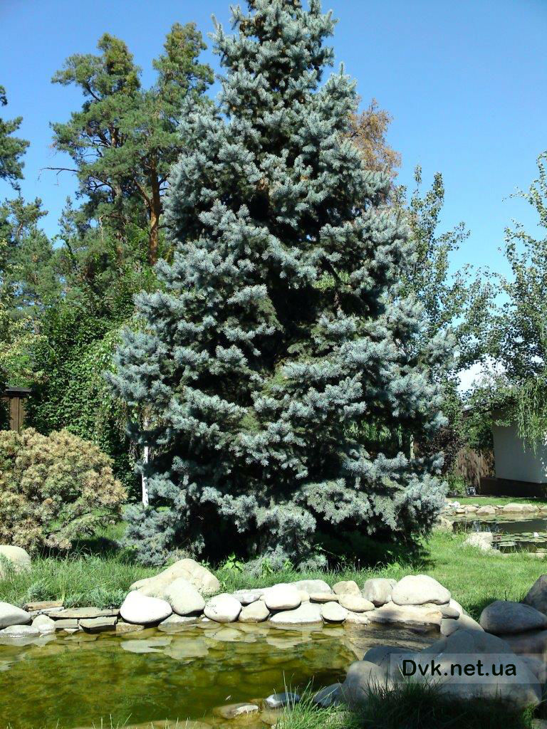 Пересадка крупномеров