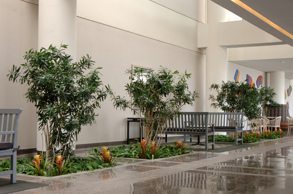 Озеленение интерьера